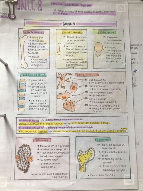 Biology Notes Layout, Histology Notes Aesthetic, Anatomy Bones Notes, Sports Medicine Notes, Ap Bio Notes, Anatomy And Physiology Notes Study, Histology Notes, Anatomy And Physiology Notes, Anatomy Notes