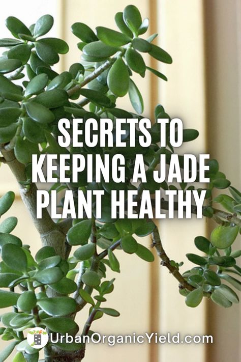 Are you looking to add a touch of green and serenity to your home? If so, the easy-to-care-for jade plant is the perfect addition! With just a few simple tips, you can ensure your jade plant will thrive and bring joy to your home. To learn more about proper care instructions, read our blog post on caring for a jade plant. So don't wait any longer and get your own beautiful jade plant today. Trailing Jade Plant Care, Jade Plant Care, Natural Insecticide, Succulent Potting Mix, Indoor Plants Styling, Lucky Plant, Greenhouse Growing, Crassula Ovata, Garden Irrigation