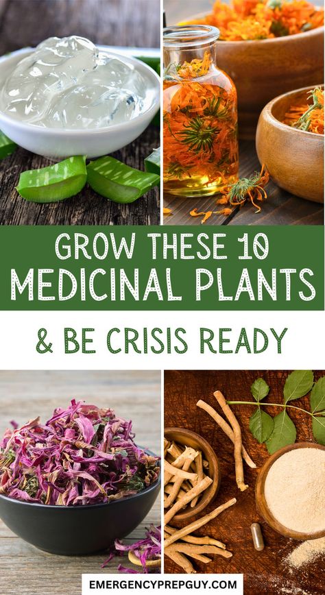 A selection of dried medicinal plants, including aloe vera gel, calendula oil, and other herbs, demonstrating their healing properties and uses for holistic health in times of crisis. Indian Medicinal Plants, Herbs To Grow For Medicine, Herbs For Seizures, Herbs Medicinal Healing, Medical Herbs Natural Treatments, Medicinal Herbs And Their Uses, Healing Herbs Medicine Natural Remedies, Herbal Plants Medicine, Prepper Garden