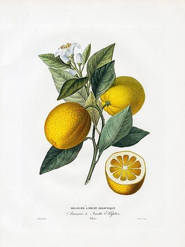 Poiteau & Risso Antique Fruit Prints 1818 Oranges & Lemons Illustration Botanique, Hur Man Målar, Joan Miro, Botanical Drawings, Aperol Spritz, Vintage Botanical, Art Journal Pages, Sorrento, Antique Prints