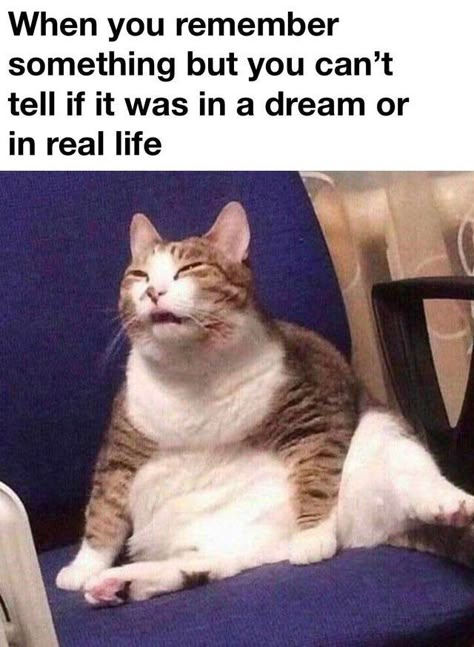 Funny Animal Jokes, Memes Humor, Funny Cat Memes, Taco Bell, Animal Jokes, Really Funny Memes, Animal Memes, Cute Funny Animals, Popular Memes