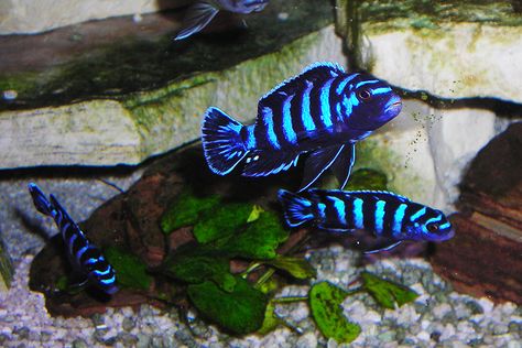 Dwarf Mbuna Mbuna Cichlids, African Cichlid Tank, African Cichlid Aquarium, Lake Malawi Cichlids, Cichlid Aquarium, Malawi Cichlids, Cichlid Fish, Lake Tanganyika, Betta Aquarium