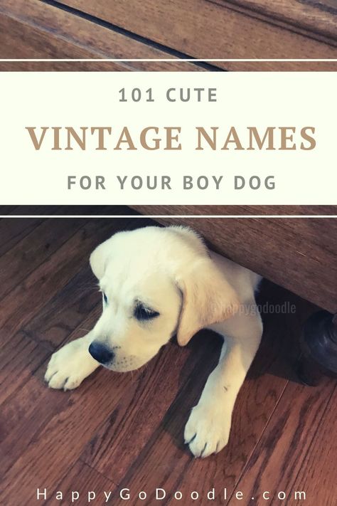 What You Need For A Puppy, Boy Puppy, Dog Names Aesthetic, Puppy Names Aesthetic, Unique Puppy Names, Good Dog Names, Cute Dog Names Unique, Dog Name Ideas, Puppy Aesthetic