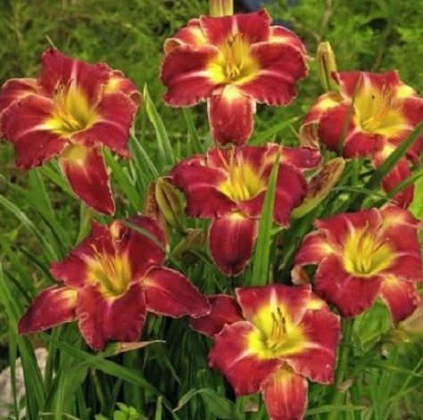 Lily Varieties, Shades Of Maroon, Day Lily, Red Petals, Paper Butterfly, Orange Velvet, Peace Lily, Daylilies, Pink Eyes