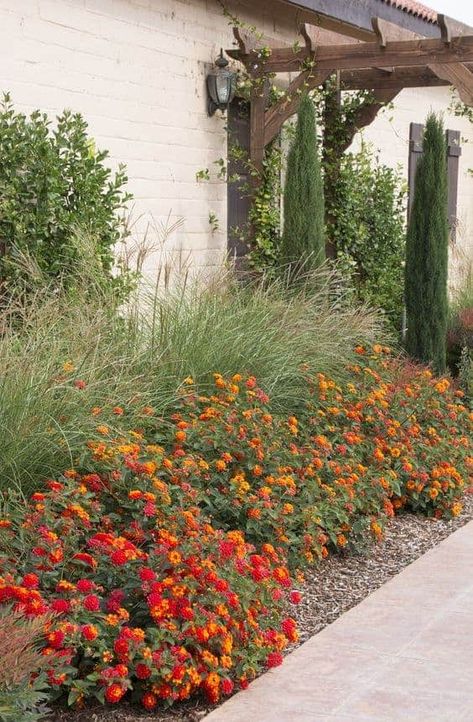 Lantana Bush, Xeriscape Front Yard, Lantana Plant, Texas Landscaping, Garden Hedges, Creative Landscape, Front Yard Design, Front Landscaping, Beautiful Yards