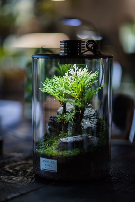 With a Bioloark Bio Bottle, you can effortlessly create a spectacular 360 panorama nano terrarium. Bio bottles are available in different shapes and sizes to seamlessly fit in your space. Bring a fragment of the jungle into the home with these high-quality cylindrical terrariums. The extraordinary design is matched with unobtrusive LED light and adjustable ventilation. Made from borosilicate glass. Biome In A Bottle, Solarpunk Society, Closed Ecosystem In A Bottle, Bio Active Terrarium, Futuristic Terrarium, Terrarium Bottle, Terrarium Bowls, Bottle Terrarium, Extraordinary Design