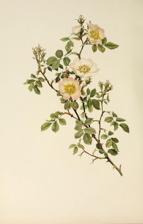 The genus rosa : Willmott, E. A. (Ellen Ann), 1858-1934 : Free Download, Borrow, and Streaming : Internet Archive Wildflower Drawing, Flower References, Antique Flowers, Plant Study, Rose Illustration, Botanical Illustration Vintage, Botanical Poster, Floral Image, Cold Case