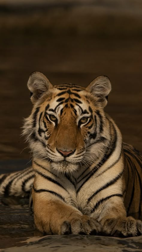 Tiger Aesthetics Cute, Big Cats Aesthetic, Tiger Looking Up, Tigress Aesthetic, Tiger Eye Makeup, Big Cat Aesthetic, Tigre Aesthetic, Tigress Wallpaper, Feline Aesthetic