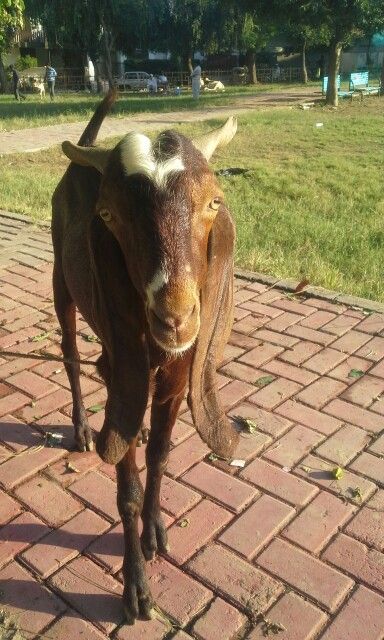 My bakra. :') Bakra Eid, Insta Profile, Insta Profile Pic, Profile Pic, Collage, Quick Saves, Pins