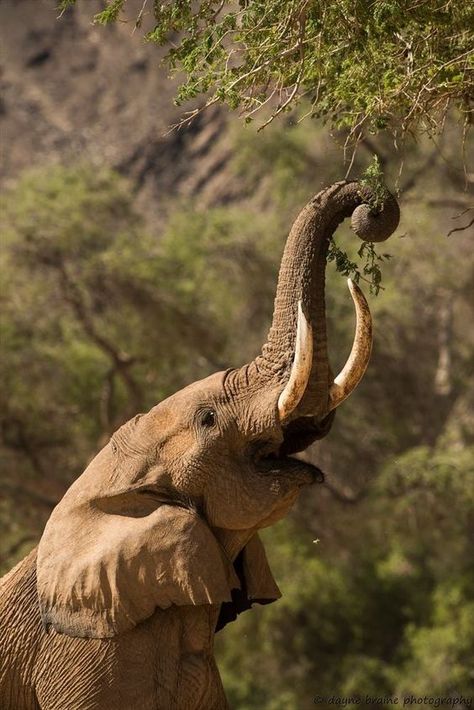 Elephant Reference, African Wildlife Photography, Elephant Backpack, Elephant Facts, Elephant Canvas Art, African Bush Elephant, Elephant Photography, Elephant Pillow, Elephant Pictures