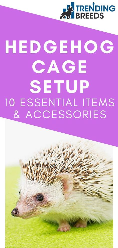 Best Hedgehog Cage, How To Care For A Hedgehog, Hedgehog Information, Hedge Hog Cage Ideas, Hedgehog Enrichment Ideas, Toys For Hedgehogs, Hedgehog Toys Ideas, Hedgehog Cage Setup, Hedgehog Setup