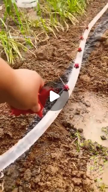 Plant Watering System, Garden Watering System, Travel Tree, Drip System, Drip Irrigation System, Water Drip, Water Bill, Drip Irrigation, Sustainable Garden