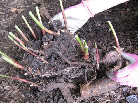 Transplanting Peonies, Peony Bulbs, Peony Care, Peony Bush, Divide And Conquer, Growing Peonies, Fall Vegetables, Fall Garden Vegetables, Garden Shrubs