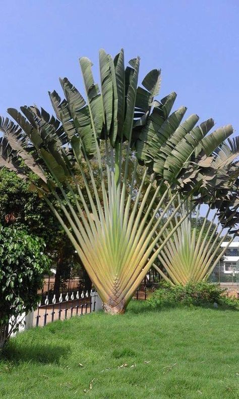 🌴 TROPICAL DREAMS on Pinterest & Instagram • TROPICAL EXTERIOR GARDENING DESIGN #tropicaldreamsonpinterest #tropicalgarden #tropicalgardening #tropicallandscape #tropicallandscaping #landscaping #tropicalgardens #tropicalplants #landscapeporn #tropicaldreams #tropicalflowers #landscape #palmtrees #landscapestyles #tropicalvibes #landscapedesign #landscapedesigns #tropicalgardens #landscapearchitecture #tropicalflowers #landscapeporne #palmtree #palmtrees #palms #tropicalplants Tropical Exterior, Palm Trees Landscaping, Townhouse Garden, Succulent Landscape Design, Natural Fence, Tropical Garden Design, Tropical Backyard, Gardening Design, Gothic Garden