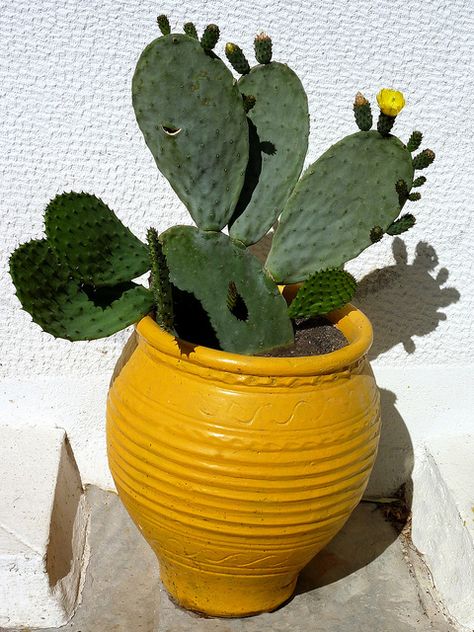 #pottery #pots #containers #planter  Yellow pot with cactus plant. Athens, Greece by Marite2007, via Flickr How To Grow Cactus, Yellow Planter, Boho Yellow, Succulent Bonsai, Yellow Plants, Ideas Decoracion, Garden Pottery, Succulent Gardening, Succulents In Containers