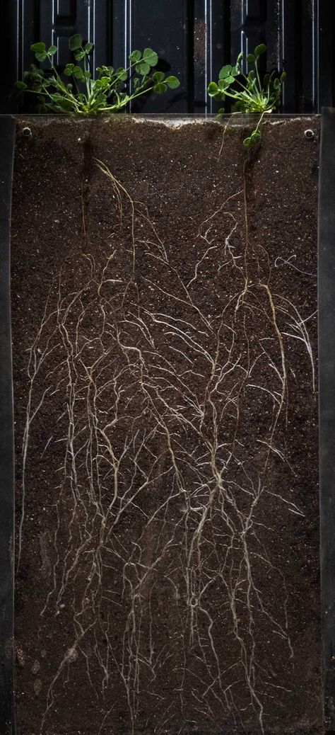 Roots Architecture, Dirt Aesthetic, Soil Art, Soil Aesthetic, Soil Photography, Soil Illustration Art, Soil Regeneration, Plants With Roots, Soil Art Installation