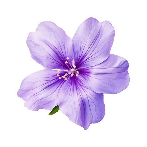 Purple Flower White Background, Purple Flower Widget, Violets Illustration, Flowers Aesthetic Icon, Purple Png Aesthetic, Purple Flower Icon, Purple Aesthetic Flowers, Flower Icon Png, Purple Flower Aesthetic