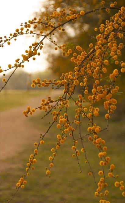 Portugal Autumn Fruit, Dirt Road, Autumn Beauty, Mellow Yellow, Happy Fall, Autumn Day, Mimosa, Country Life, Yellow Floral