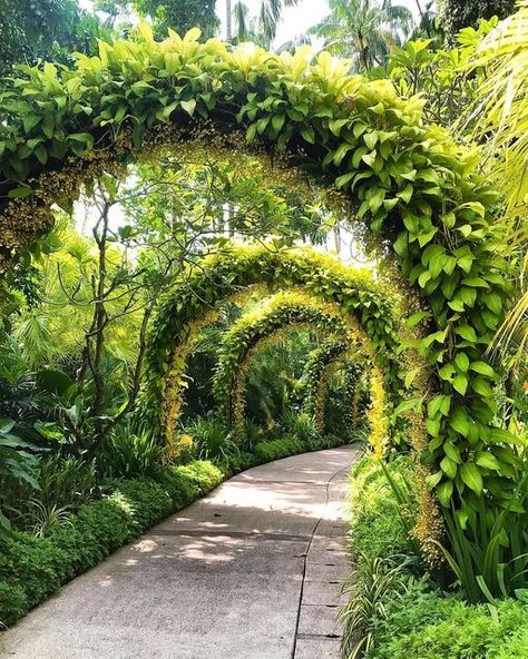 WONDERLUST on Instagram: "I’ve been to Singapore Botanic Gardens before but today I went to a whole different part I’ve not seen on previous trips! There is so much to see and explore here. This beautiful archway is created with some really delicate flowers. . . . #flowerarrangement #singapore #flowerarch #naturephotography #sg #botanicalgardens #wonder #wonderlust #singaporebotanicgardens #botanicalart #flowersofinstagram #livinginsingapore #expatfamily #expatliving #wildanimals #visitsingap Botanical Gardens Singapore, Singapore Trip, Garden Archway, Singapore Garden, Singapore Botanic Gardens, Gardens Of The World, Island School, Visit Singapore, Skateboard Design