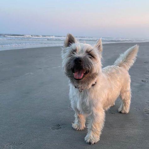 Cairn Terrier Puppies, Cairn Terrier Mix, Pomsky Dog, Every Dog Breed, Cute Small Dogs, Skye Terrier, Cairn Terriers, Dog Ages, Terrier Puppies