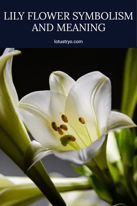 Discover the fascinating meanings behind different purple, white, or yellow lily flowers. These stunning floral beauties symbolize purity, devotion, and friendship, enhancing any garden or bouquet. Uncover the significance of each color and the cultural meanings in poetry and decoration. Knowing the distinct lily flower meanings can help you choose the perfect blooms for special occasions or just to brighten someone's day Lily Flower Colors, Lily Meaning Flower, Lilies Meaning, Lily Meaning, Lily Tattoo Meaning, Red Lily Flower, Flower Symbolism, Pink Lily Flower, Lily Flower Tattoos