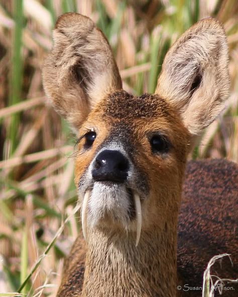 Water Deer, Chinese Chinese Water Deer, Water Deer, Interesting Animals, Mule Deer, Unusual Animals, Rare Animals, Manx, Pretty Animals, A Deer