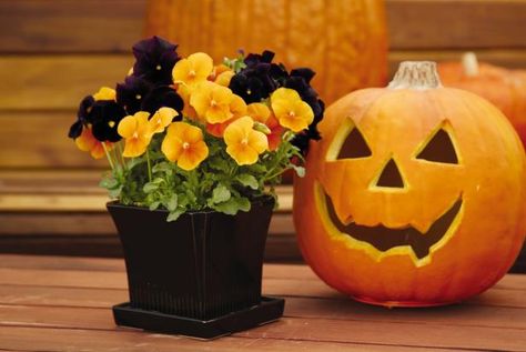 Fire up fall color with some can’t-miss container garden recipes. Pansies In Containers, Container Garden Recipes, Fall Hanging Baskets, Container Gardening Ideas, Patio Pictures, Fall Container Gardens, Hgtv Garden, Fall Containers, Fall Garden Vegetables