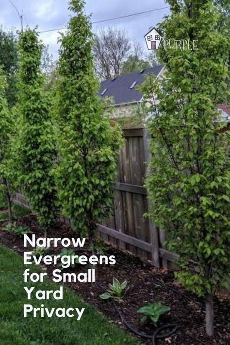 Small Yard Privacy, Narrow Evergreen Trees, Yard Privacy, Evergreen Landscape, Kids Backyard, Small Yard Landscaping, Backyard Trees, Side Yard Landscaping, Privacy Landscaping