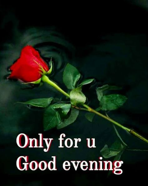 Evening Thoughts Quotes, Evening Thoughts, Message For My Love, Good Evening Images, Good Evening Love, Evening Images, Have A Nice Evening, Good Evening Messages, Good Night Prayer Quotes