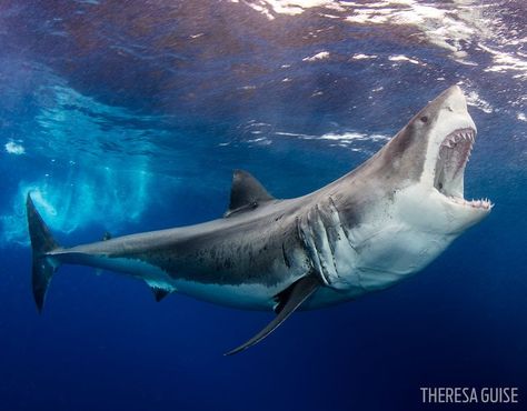 Shark Photos, Shark Pictures from Underwater Photo Contest | Scuba Diving