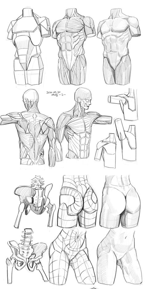 Shoulder Anatomy, Human Body Drawing, Anatomy Tutorial, Human Anatomy Drawing, Muscle Anatomy, Human Figure Drawing, Human Anatomy Art, Anatomy Sketches, Body Reference Drawing