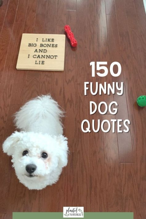 Dog Bath Quotes, Letter Board Quotes Dogs, Dog Letter Board Quotes, Quotes About Dogs Funny, Funny Puppy Quotes, Funny Dog Puns, Dog Letterboard Quotes, Dog Sayings Quotes Funny, Dog Quotes Funny Hilarious