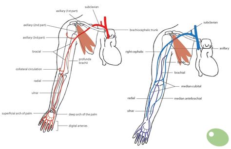 arm vasculature anatomy - Google Search | Arteries, veins, Nursing tips ...