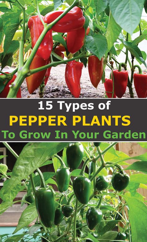 Types Of Peppers To Grow, Hot Chili Peppers, Growing Green Peppers, Hot Pepper Plants, Growing Chili Peppers, Grow Bell Peppers, Gardening Peppers, Types Of Chili Peppers, Garden Peppers