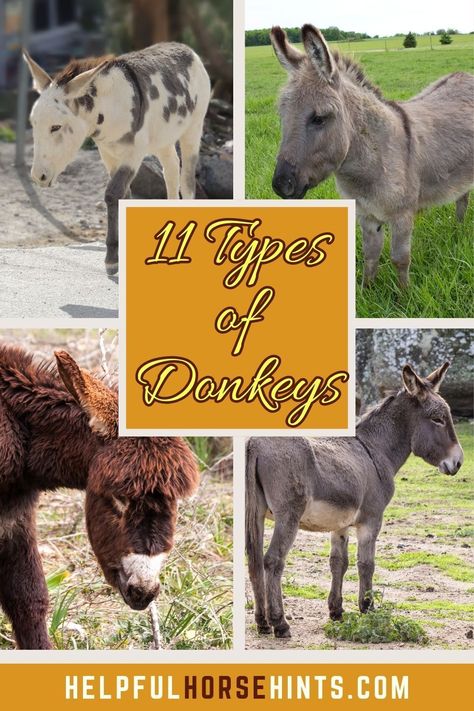 The donkeys that we know and love in North America are a melting pot of breeds from around the world. In the United States and Canada, 3 distinct types of donkeys are recognized, and they are categorized by their size. Across the world, some of the purebred donkeys that helped to establish the North American donkeys still exist. Here are 11 types of donkeys. #art #illustration #list #shrek #kong #drawing #helpfulhorsehints American Spotted Donkey, Donkey Aesthetic, Kong Drawing, Donkey Breeds, Donkey Breeding, Donkey Images, Donkey Care, Raising Cattle, Hobby Farming