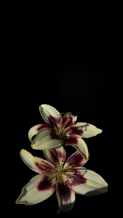 Iphone 16 Wallpaper, Flowers Black Background, Lily Wallpaper, Flower Icons, Black Background Wallpaper, Flower Wallpapers, Simple Phone Wallpapers, Dark Flowers, Nothing But Flowers