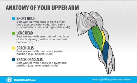 Everyone wants bigger arms, but there's no such thing as a magical workout you can do to get them. Here are the most crucial concepts you need to understand when it comes to building bigger biceps! Bicep Anatomy Muscle, Biceps Muscle Anatomy, Bicep Anatomy, Body Muscle Anatomy, Muscle Diagram, Biceps Training, Bigger Biceps, Human Muscle Anatomy, Forearm Muscles