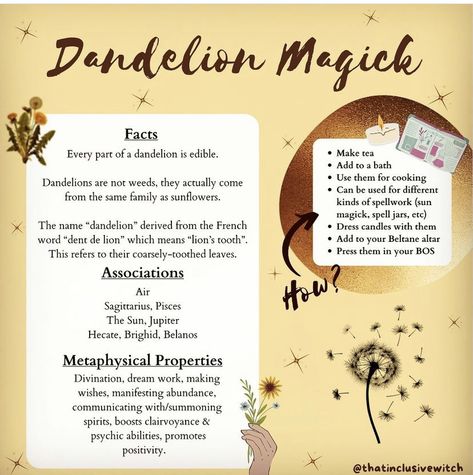 Witch Plants, Uses Of Plants, Herbs And Uses, Dandelion Uses, Witch Knowledge, Witch Meme, Witch Info, Witch Guide, Witch Research