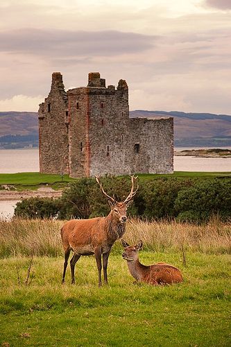 Red Deer in Lochranza Arran Scotland, Scottish History, Old Castle, Scotland Forever, Chateau Medieval, Isle Of Arran, Scotland Castles, Scottish Castles, Voyage Europe