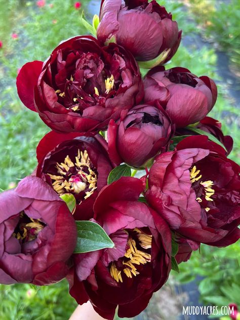 Shop Peony Roots for Sale Peony Varieties, Peony Sarah Bernhardt, Itoh Peonies, Planting Peonies, Peony Root, White Garden, White Gardens, Plant Sale, Flower Farm