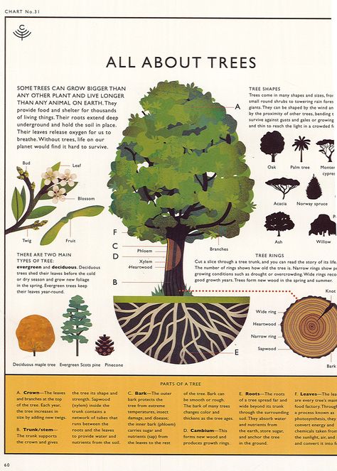 Forest Infographic Design, Plant Infographic Design, Nature Infographic Design, Forest Infographic, Tree Infographic Design, Deforestation Infographic, Plant Infographic, Nature Infographic, Tree Infographic