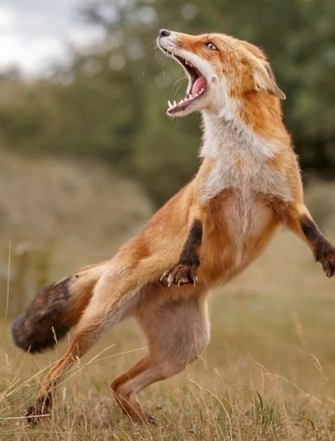 Animals In Action Photography, Fox Anatomy Study, Fox With Mouth Open, Interesting Animal Photography, Animal Reference Photos Action Poses, Fox Mouth Open, Fox Anatomy Reference, Animals In Motion Photography, Animal Dynamic Poses