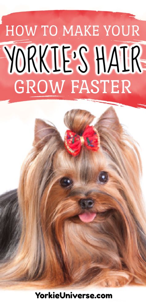 Long Yorkie Haircut, Long Hair Yorkie, Yorkie Long Hair, Diy Dog Items, Yorkie Grooming, Yorkie Hair, Hair Growth Progress, Yorkie Hairstyles, Fall Groom