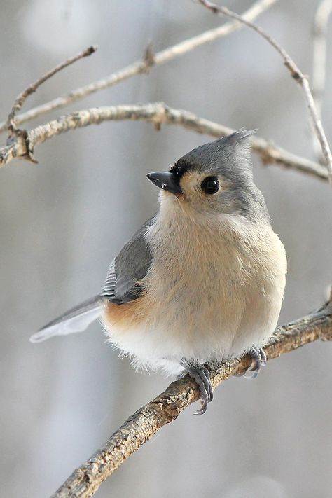 photography. Tufted Titmouse, 수채화 그림, Airbrush Art, Backyard Birds, Bird Pictures, Exotic Birds, Pretty Birds, Bird Photo, Colorful Birds