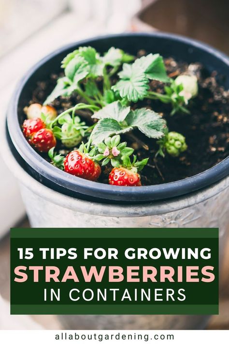 Thinking of planting some strawberries in pots or containers this gardening season? In this articel we will go over everything you need to know to have a successful strawberry container garden! Come take a look! Strawberries In Pots, When To Plant Strawberries, Strawberry Container, Strawberry Gardening, Growing Strawberries Indoors, Growing Strawberries In Containers, Garden Strawberries, Types Of Strawberries, How To Grow Strawberries