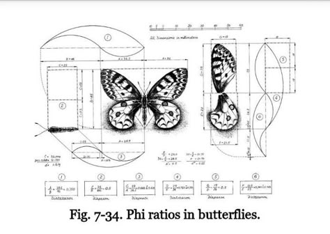 Fibonacci Sequence Art, Natural Geometry, Hyperbolic Paraboloid, Pencil Shading Techniques, Geometric Line Tattoo, Divine Proportion, Anatomy Sculpture, Linear Art, Art Zine