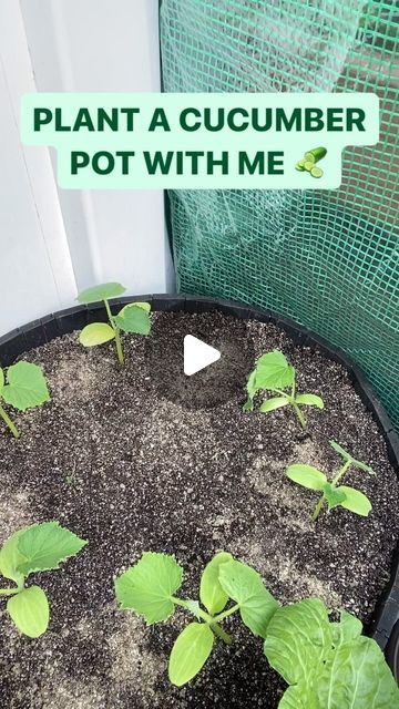 94K views · 3K likes | Dom | Container Gardener on Instagram: "WHAT’S GROWIN’ ON —  Plant a cucumber pot with me 🥒   Use my link in bio to get a @power_planter for yourself  2x7 size auger used in video   The variety is marketmore  From @botanical_interests   Follow @doms_epic_garden for More garden content.  . . . . . .  #reels #reelsinstagram #reelsinstagram #reelsvideo #reelsinsta #gardenreel #gardenreels #seedlings #babyplants #gardenersofinstagram #seedlings #sproutingseeds #plantreels #seedreels #peppers #pepperplant #reels #reelsinstagram #reelsinstagram #reelsvideo #reelsinsta #gardenreel #gardenreels #marigold #babyplants #gardenersofinstagram #raisedbedsgarden #rainbarrel #recyclegarden #flowers #flowerstagram #flower #seedlings #sproutingseeds #plantreels" Potted Cucumber Trellis, Cucumber Trellis For Pots, Planting In Barrels, Plant Cucumbers In Pots, What To Plant In Barrel Planters, Growing Cucumbers In Pots, Plant Vegetables In Pots, Cucumber Container Gardening, Cucumber In Pots