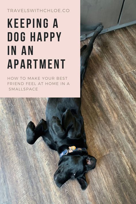 Decor For Dog Area, Studio Apartment With Dog, Apartment Dog Must Haves, First Apartment With Dog, Big Dog Apartment Living, Apartment Patio Dog Area, Dogs Apartment Living, Dog Area Apartment, Apartment Living With Dogs