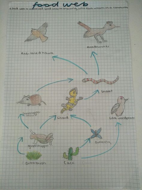 #foodweb #studynotes #notes #ecosystem Ecosystem Notes, School Revision, Biology Lessons, Science Notes, Food Web, Class 12, Study Notes, Ecosystem, Self Improvement Tips