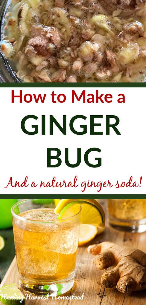 Diy Ginger Ale How To Make, How To Make A Ginger Bug, Gingerbug Soda Recipes, Making Soda At Home, Gingerbug Soda, Gingerale Recipes, Ginger Bug Recipe, Ginger Bug Soda Recipes, Ginger Bug Soda